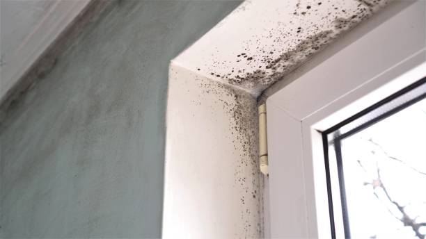 Best Residential Mold Inspection & Testing  in Temecula, CA