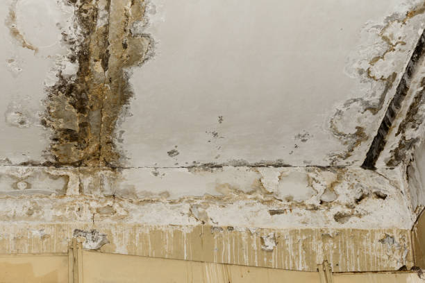 Mold Remediation for Vacation Homes in Temecula, CA
