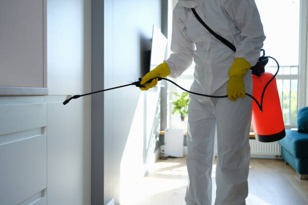 Mold Removal for HVAC Installations in Temecula, CA