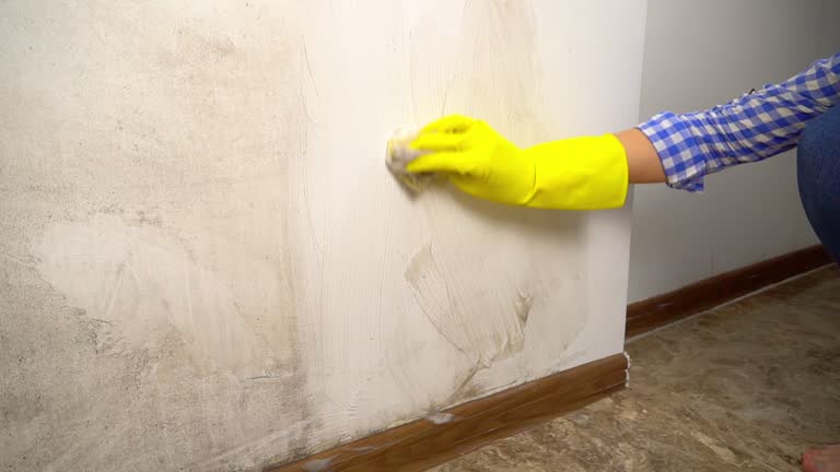 Professional Mold Removal in Temecula, CA