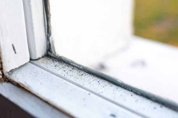 Best Biohazard Mold Removal  in Temecula, CA