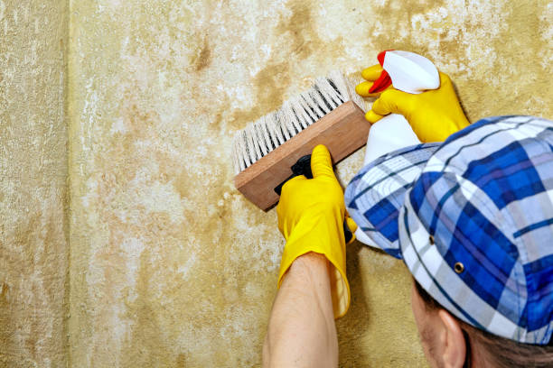 Best Mold Documentation for Insurance Claims  in Temecula, CA
