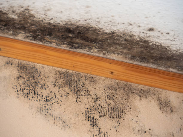 Best Indoor Air Quality Assessment  in Temecula, CA