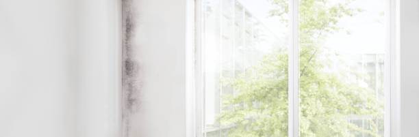 Best Mold-Related Health Consultation  in Temecula, CA